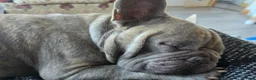 French Bulldog dogs for sale: French bulldog pups for sale - Advert 12