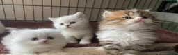 Munchkin cats for sale: 7 weeks old Full Pedigree Munchkin Kittens - Advert 9