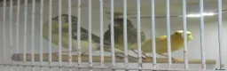 Canaries birds for sale: Young canary chicks for sale aviary bred in St. Neots - Advert 9