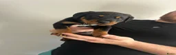 Rottweiler dogs for sale: 2 big male puppies  - Advert 6