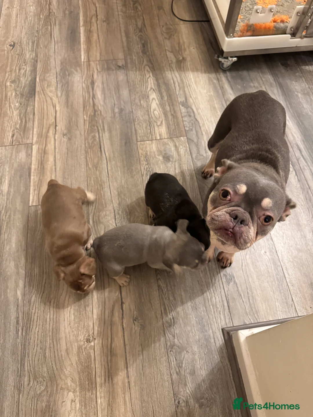 French Bulldog dogs for sale: RARE-NEW SHADE ROJO or LILAC FRENCHIES KC REG - Advert 4