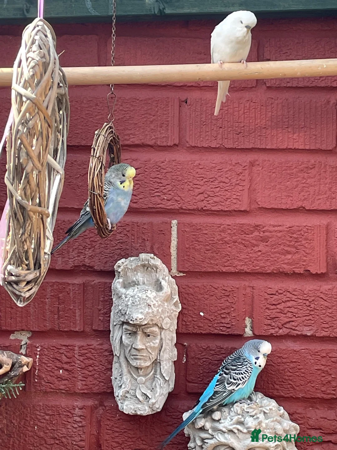 Budgerigars birds for sale: Budgies - Advert 2