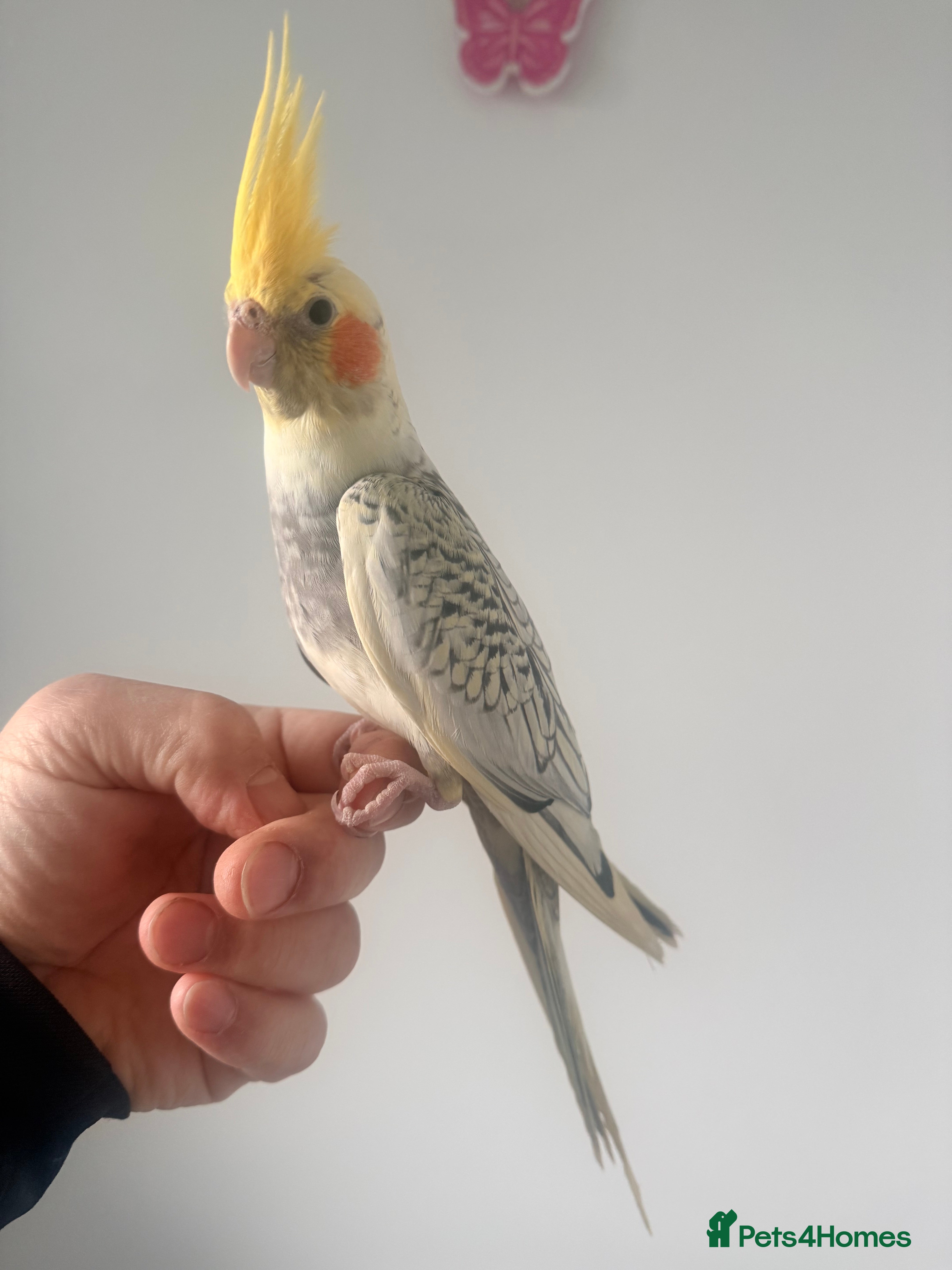 Ringnecks birds BEAUTIFUL. BABY COCKATIEL BIRDS. CAGES AVAILABLE  - Advert 10