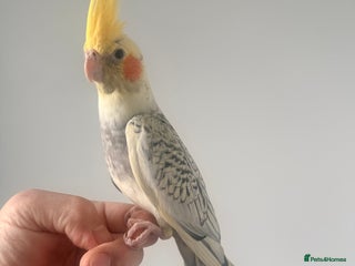 Ringnecks birds BEAUTIFUL. BABY COCKATIEL BIRDS. CAGES AVAILABLE - Advert 6