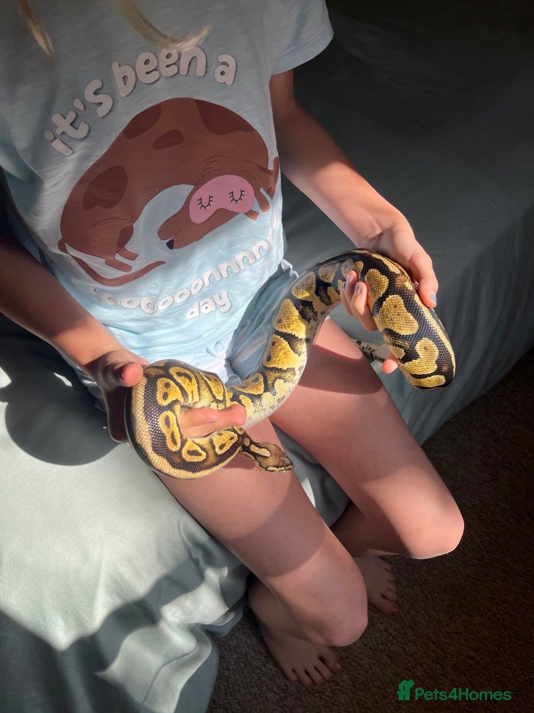 Python Snake reptiles for sale: Royal Python (Fire Yellow Belly) – Female - Image 1
