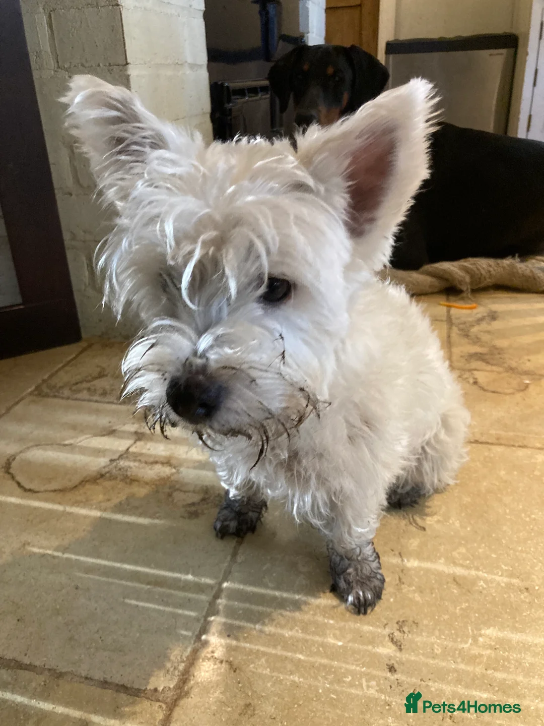 West Highland Terrier dogs for sale: Beautifully bred West Highland Terriers - Advert 18