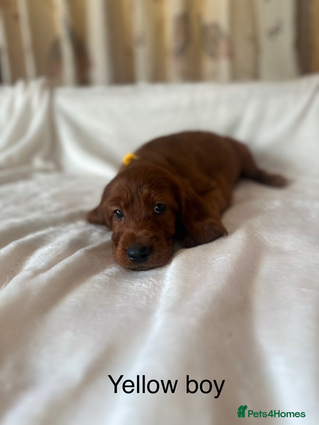Irish Setter dogs for sale: Irish Setter Puppies 💜 - Image 28