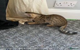 Chausie cats for sale: Savannah x Chausies - Image 5