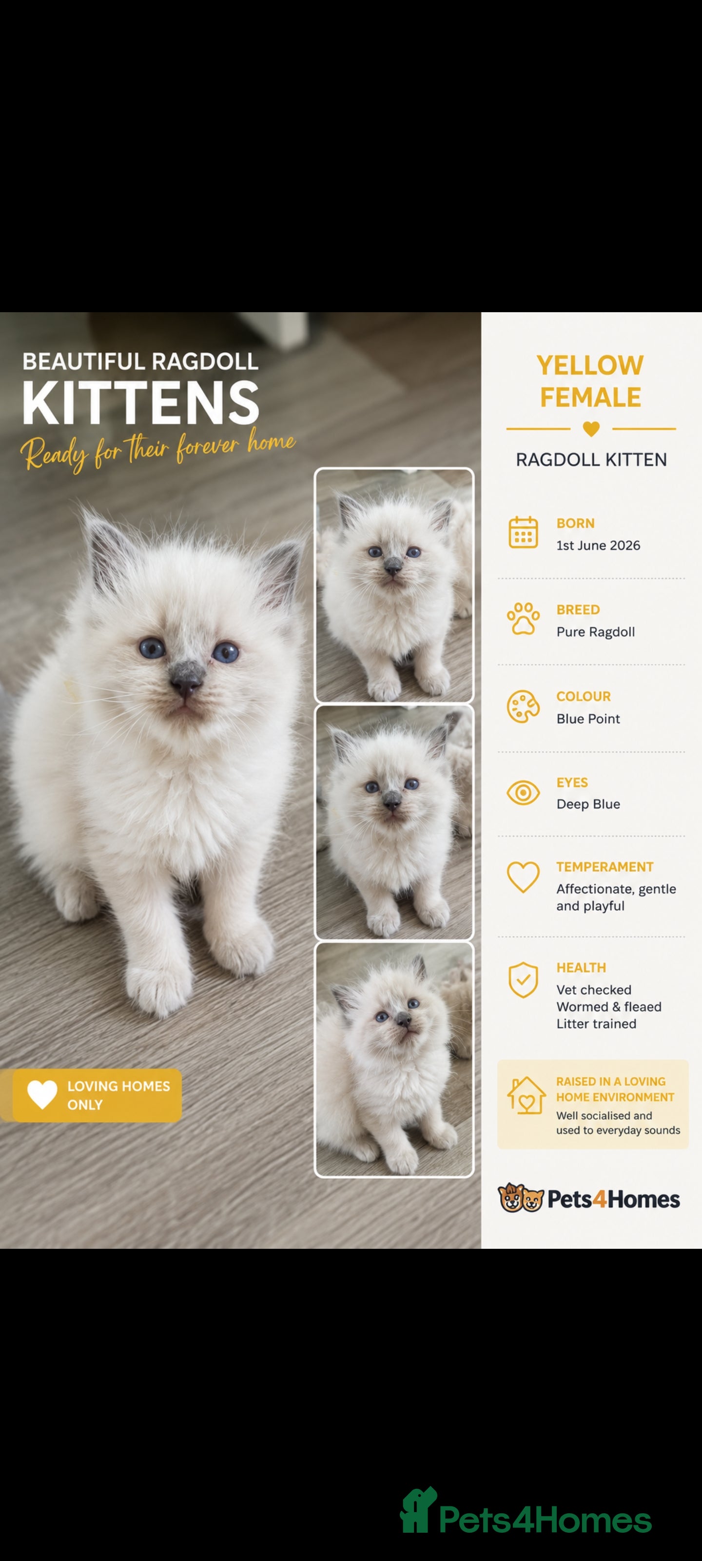 Ragdoll cats Ragdoll kittens for sale  - Advert 1