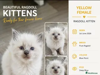 Ragdoll cats Ragdoll kittens for sale - Advert 2