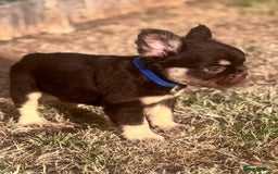 French Bulldog dogs for sale: Beautiful litter of pinks and fluffys  - Image 21