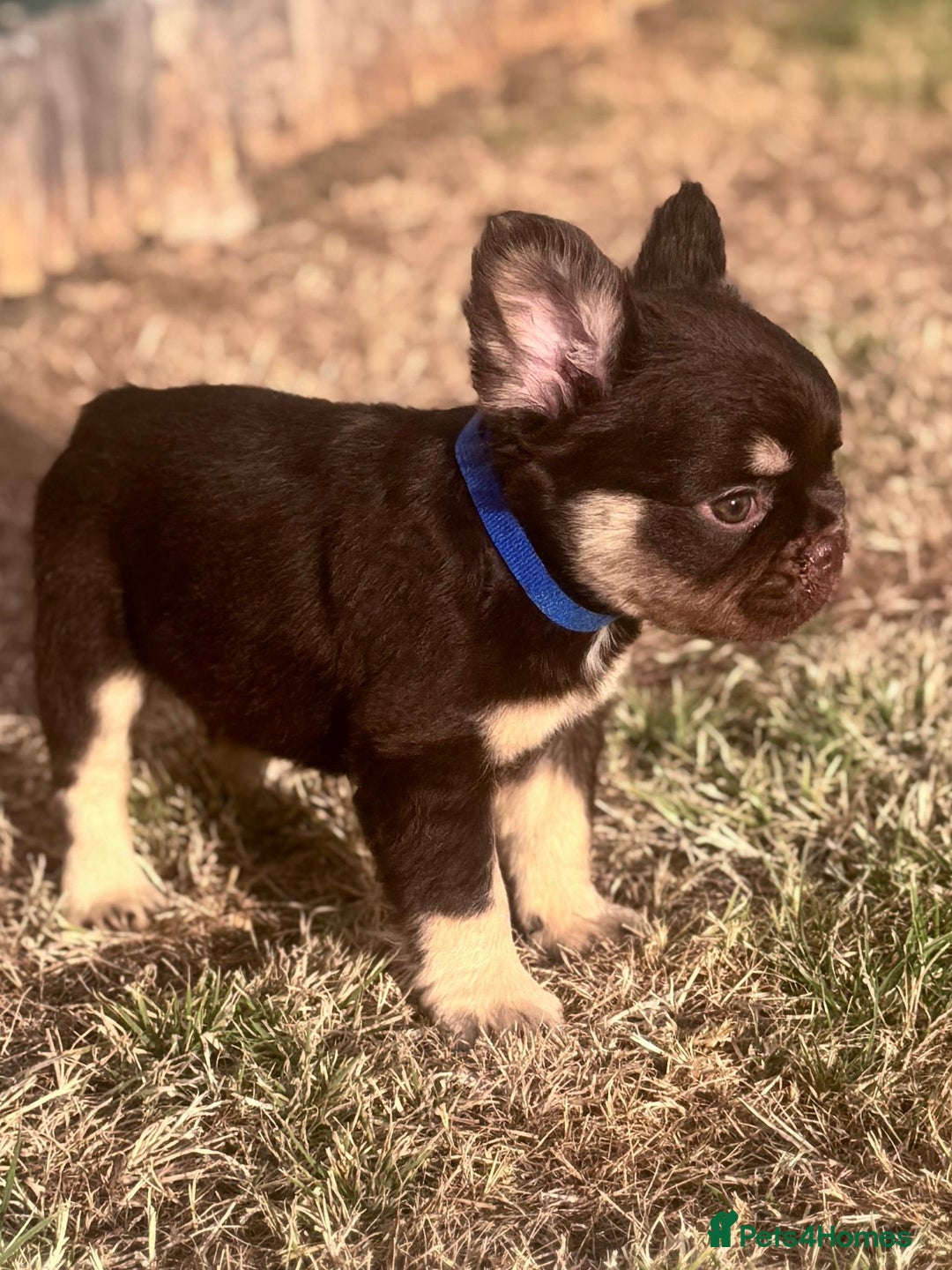 French Bulldog dogs for sale: Beautiful litter of pinks and fluffys  - Image 21