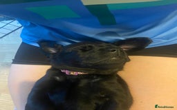 Labrador Retriever dogs for sale: 10 Beautiful black Labrador puppies - Image 22