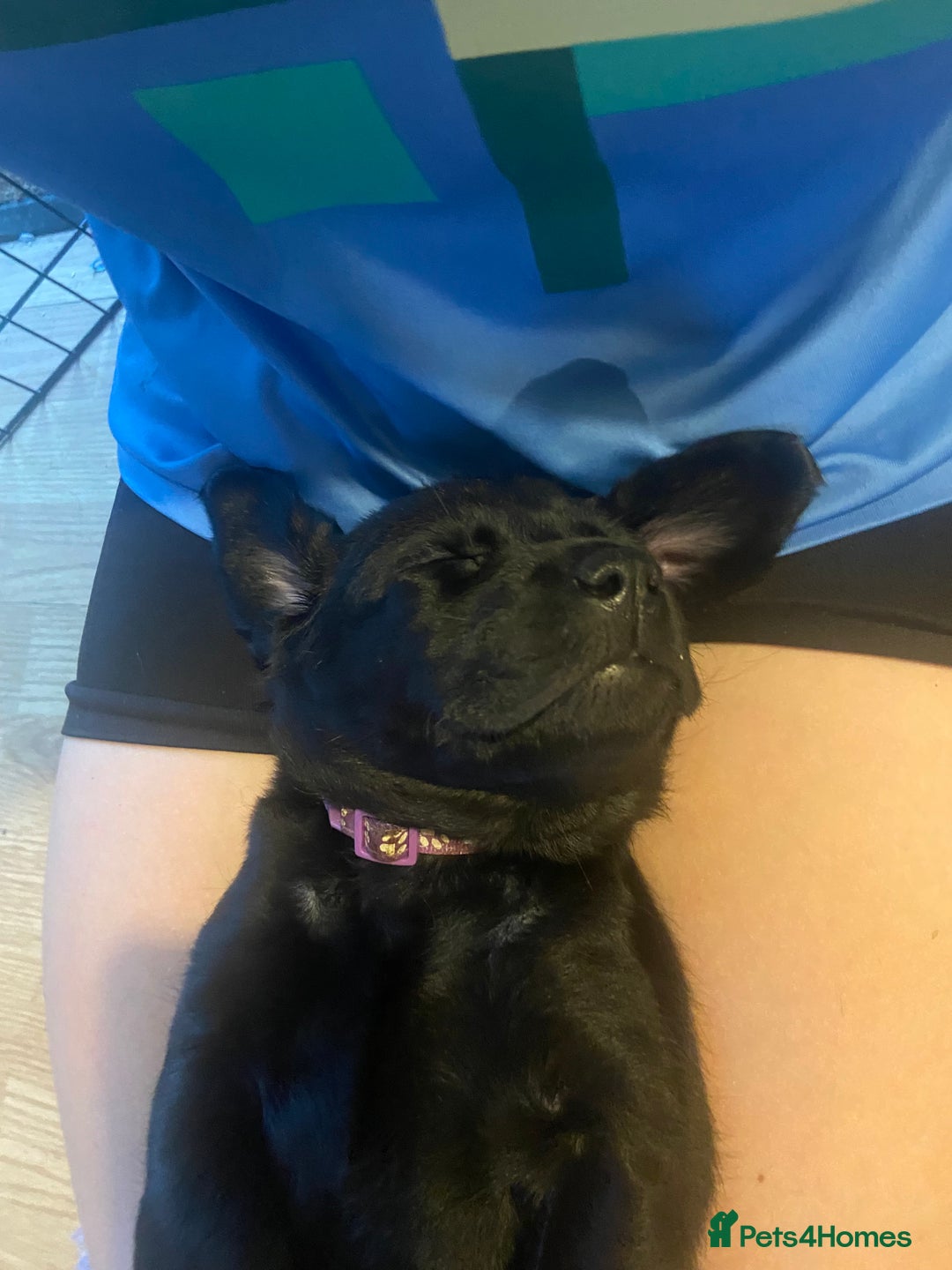 Labrador Retriever dogs for sale: 10 Beautiful black Labrador puppies - Image 22