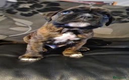 Boxer dogs for sale:  Puppies KC – Exceptional Champion Bloodlines 🐾 - Image 34