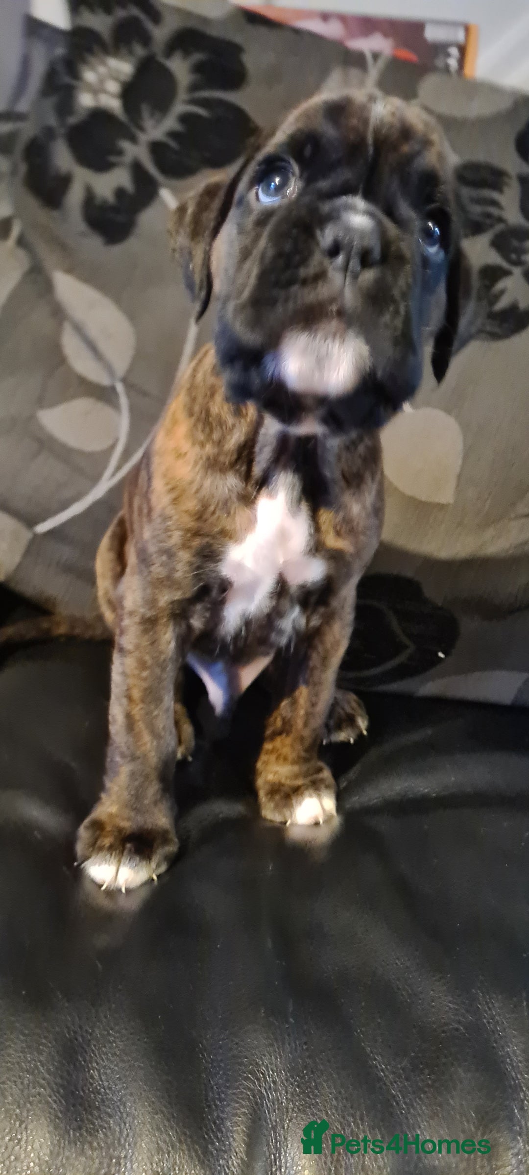 Boxer dogs for sale:  Puppies KC – Exceptional Champion Bloodlines 🐾 - Image 34