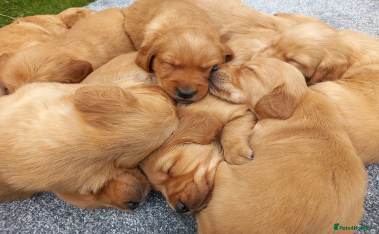 Golden Retriever dogs - Advert 3