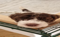 Mixed Breed dogs for sale: Cockapoo - Bernedoodle Pup for sale - Advert 7