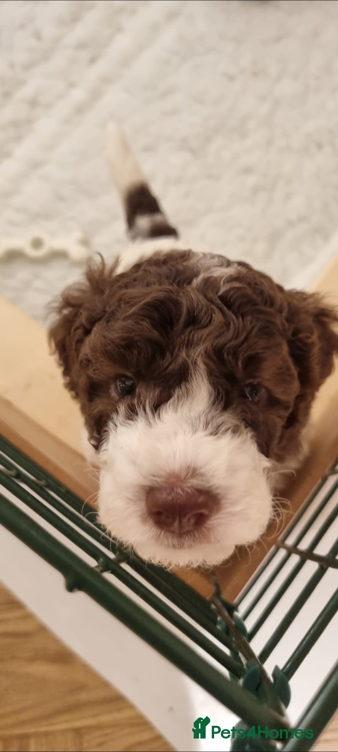 Mixed Breed dogs for sale: Cockapoo - Bernedoodle Pup for sale - Advert 7
