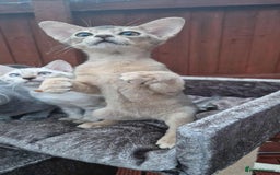 Abyssinian cats for sale: Beautiful kittens 🥰 Ready to go 😍 - Image 4