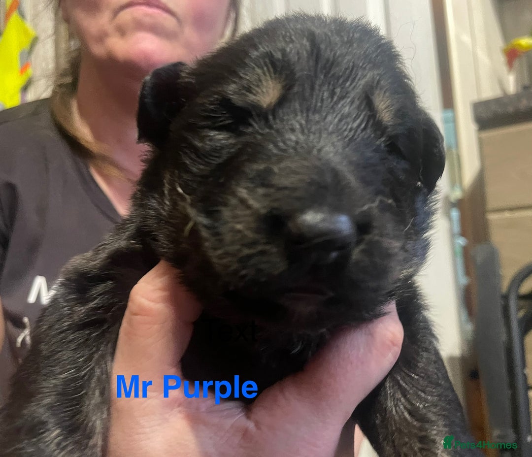 German Shepherd dogs for sale: Straight-topline German Shepherd puppies - Image 8