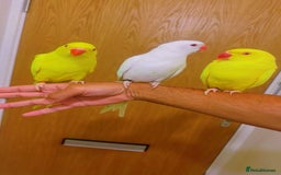 Ringnecks birds for sale: Indian ringnecks - Image 1