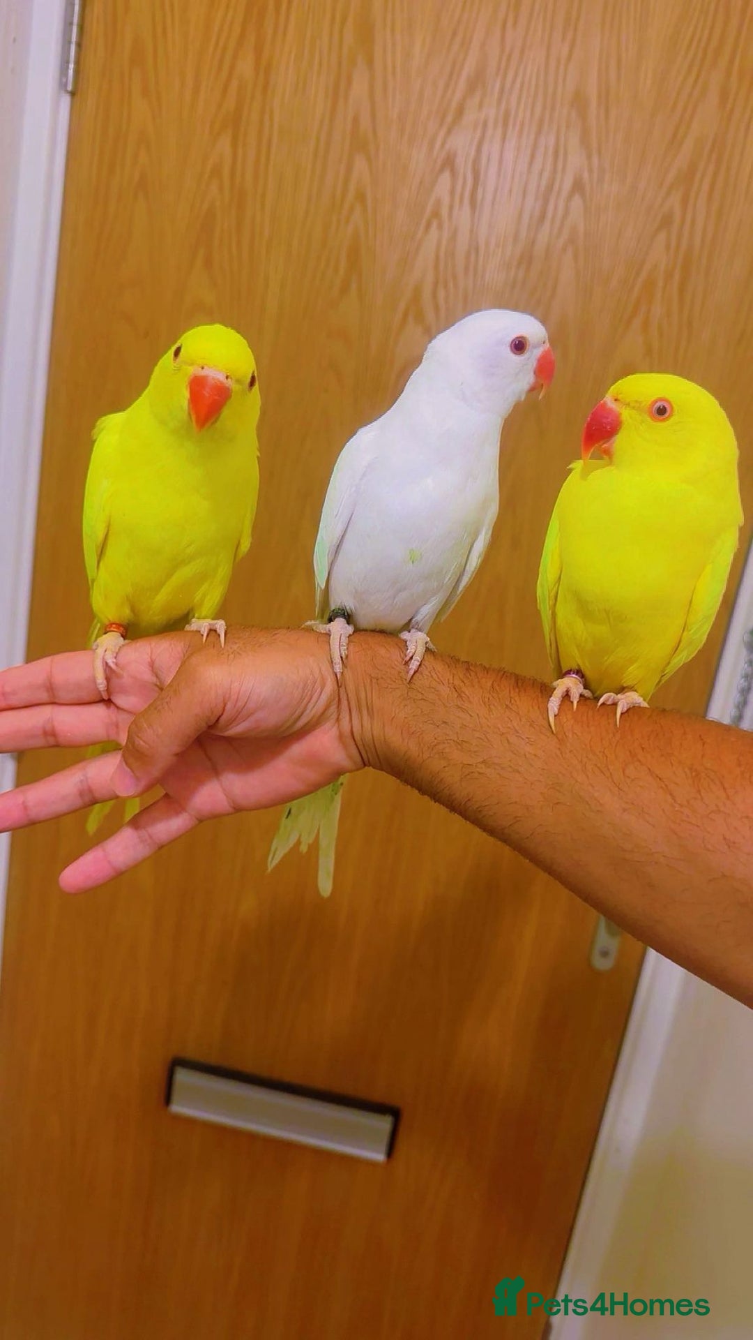 Ringnecks birds for sale: Indian ringnecks - Image 1