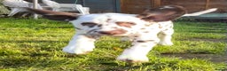 Dalmatian dogs for sale: Stunning mixed litter of Dalmatians  - Advert 35