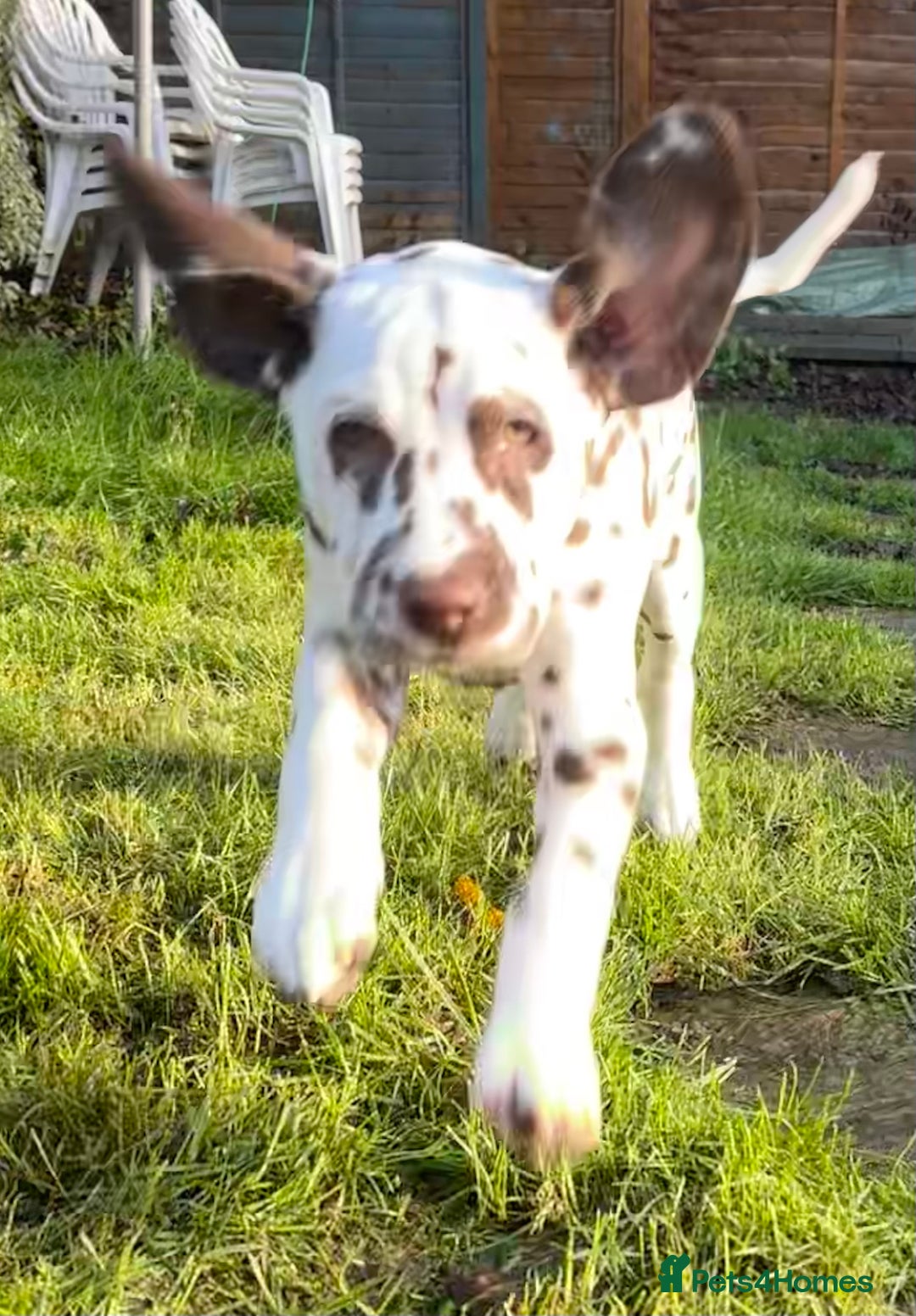 Dalmatian dogs for sale: Stunning mixed litter of Dalmatians  - Advert 35