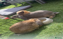 Mixed Breed rabbits for sale: 2 female rabbits  - Image 2