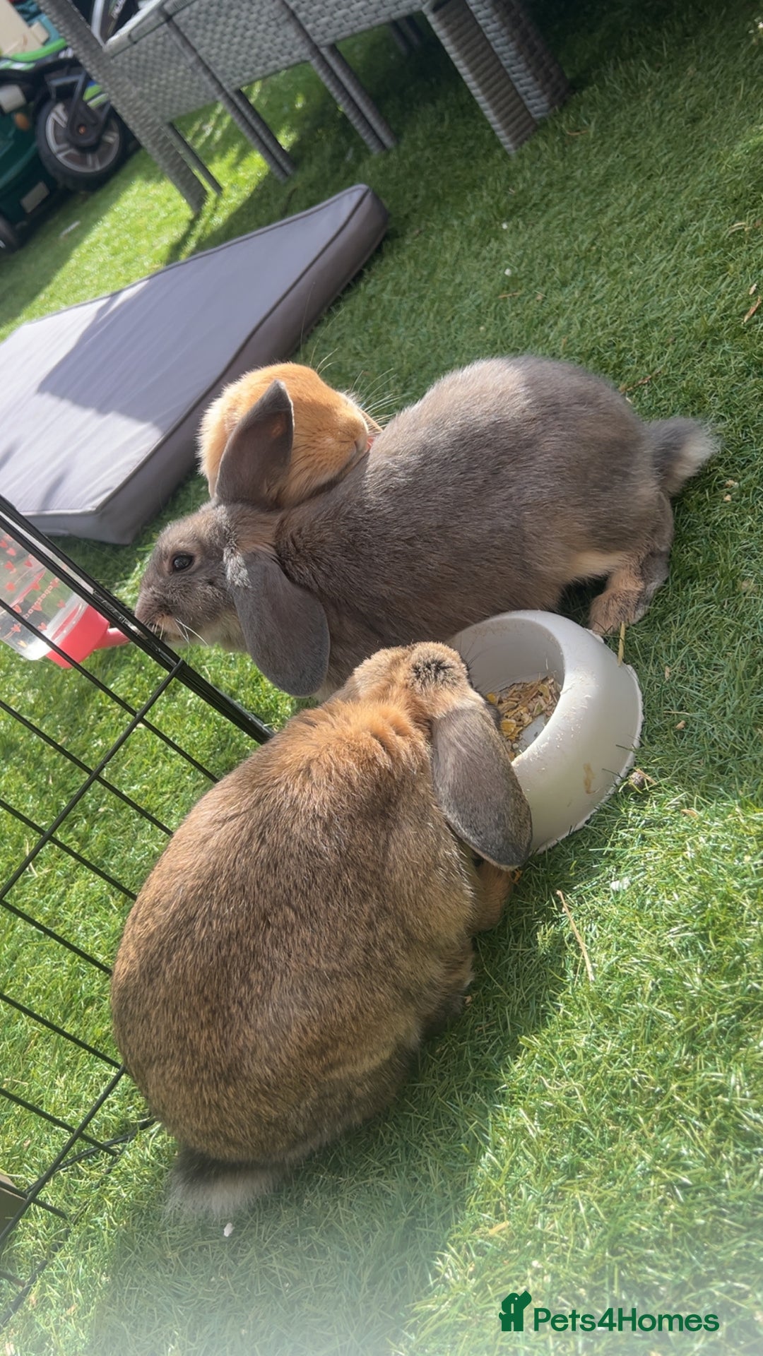 Mixed Breed rabbits for sale: 2 female rabbits  - Image 2