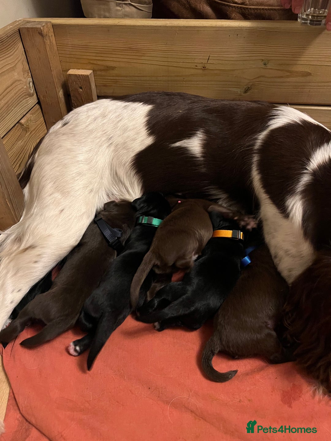 Springador dogs for sale: Springador Puppies for Sale  - Image 3