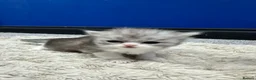 Persian cats for sale: 5 Beautiful Purebred Persian Kittens–Available now - Advert 16