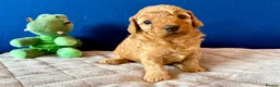 Cockapoo dogs for sale: Cockapoo puppy's from health checked parents - Advert 22