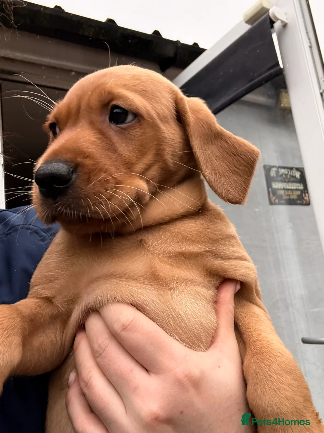 Labrador Retriever dogs for sale:  🐾❤️ KC Registered Fox Red Labrador Puppies 🐶✨ - Advert 2