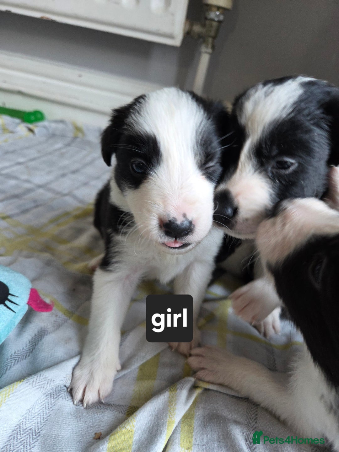 Borador dogs for sale: Borador Pups ready 5th October  - Image 2