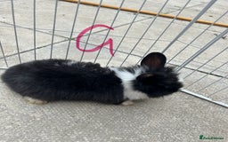 Lionhead rabbits for sale: Lionhead - Image 6