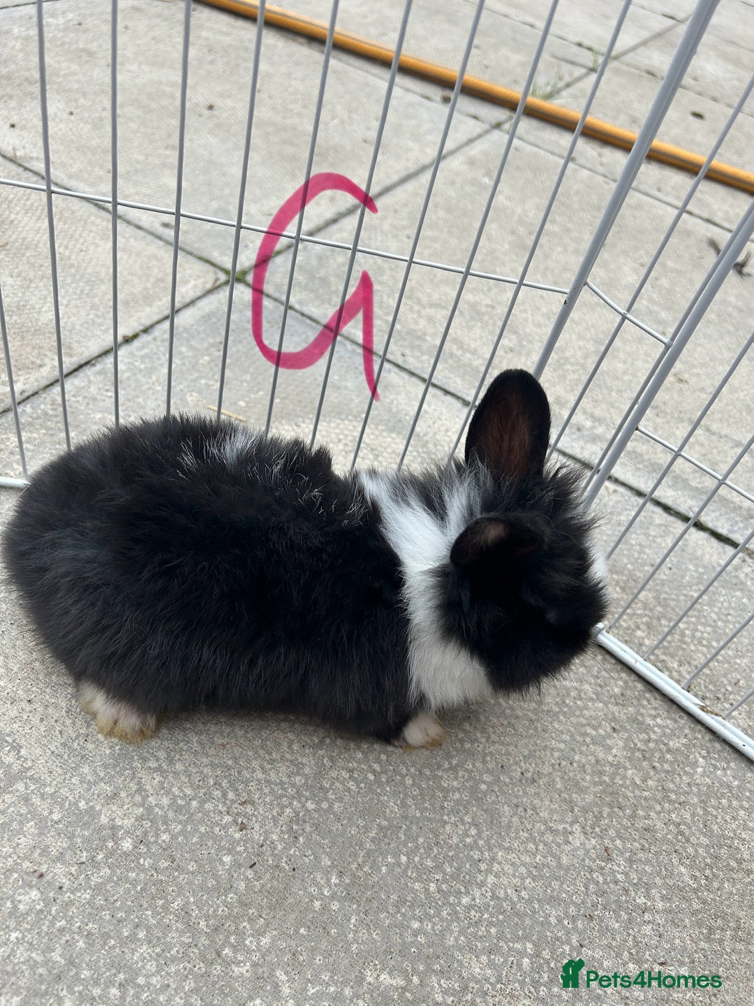 Lionhead rabbits for sale: Lionhead - Image 6