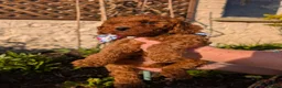 Cavapoo dogs for sale: ❤️ Ruby Red F1b Miniature Cavapoo Teddy Bear  ❤️  - Advert 6