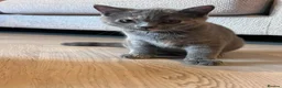 British Shorthair cats for sale: 2 Gorgeous, Loving, Friendly, BSH Female Kittens in Gravesend - Advert 5