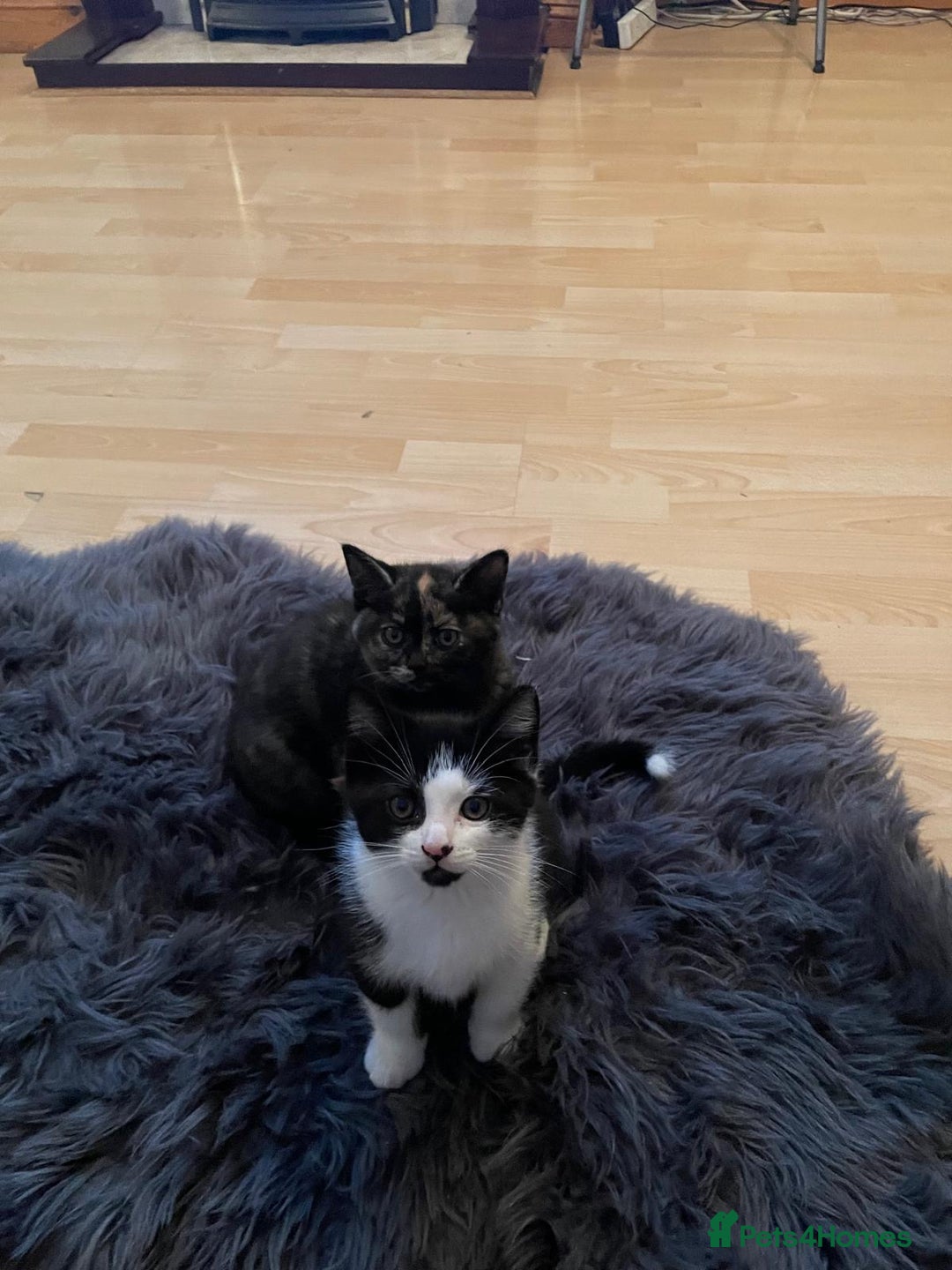 British Shorthair cats for sale: Stunning British short x Bengal  - Image 5