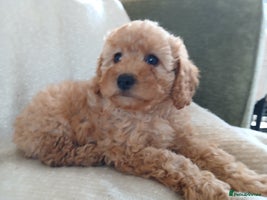 Cavapoo dogs - Advert 11