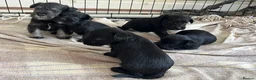 Miniature Schnauzer dogs for sale: Miniature schnauzer  - Advert 3
