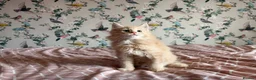 Maine Coon cats for sale: 4 beautiful playful Maine Coon kittens  in Glastonbury - Advert 12