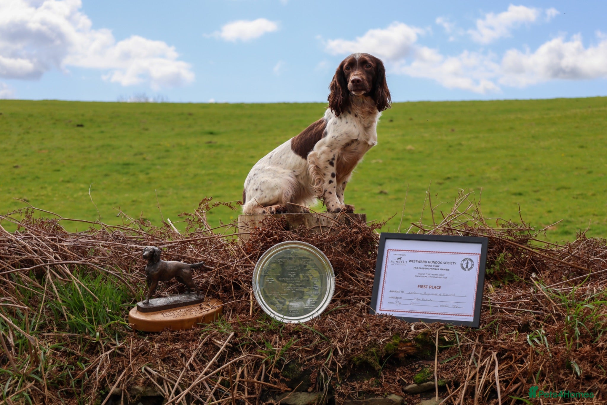 English Springer Spaniel dogs for sale: FTW XFTCH ESS PUPS - Advert 1