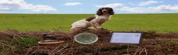English Springer Spaniel dogs for sale: FTW XFTCH ESS PUPS in Pontyclun - Advert 1