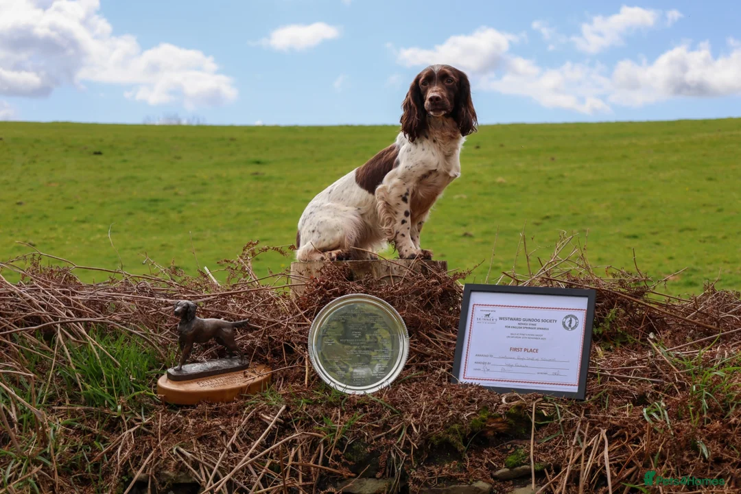 English Springer Spaniel dogs for sale: FTW XFTCH ESS PUPS in Pontyclun - Advert 1