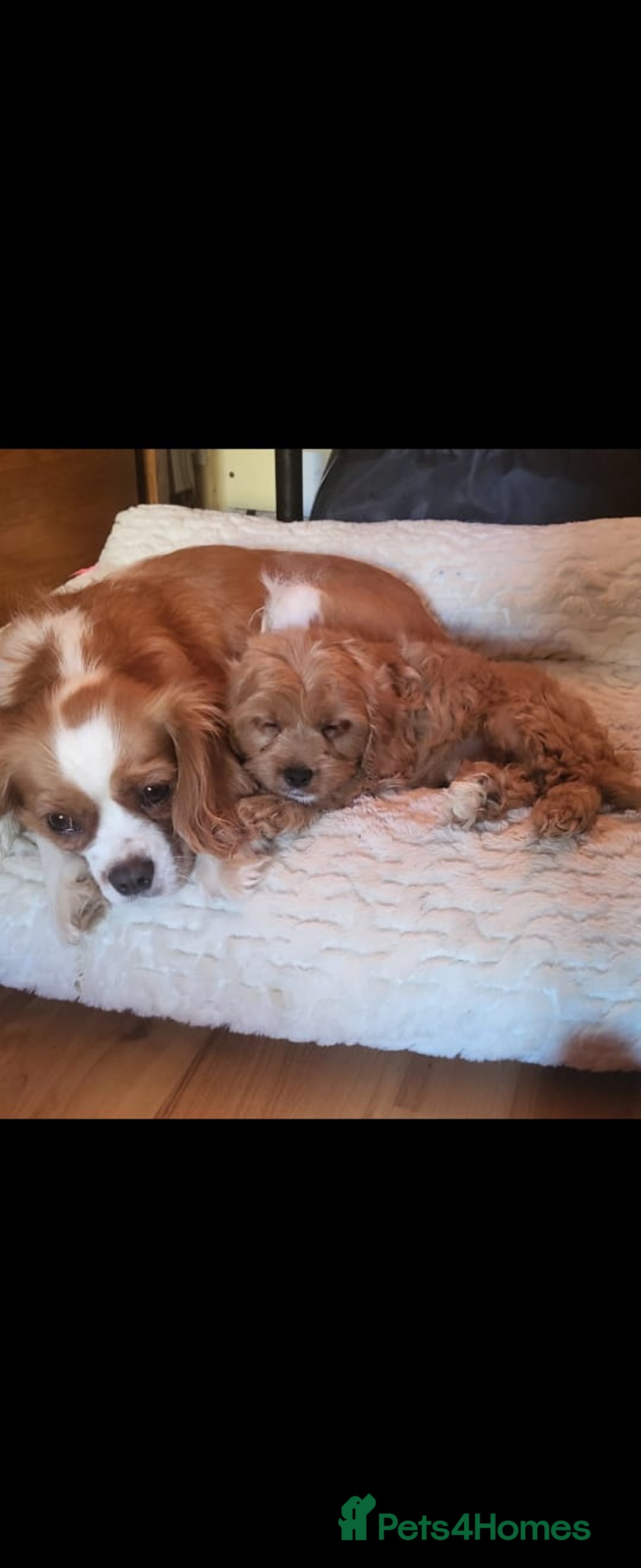 Cavapoo dogs for sale: Exquisite F1 Cavapoo Puppies - Advert 2