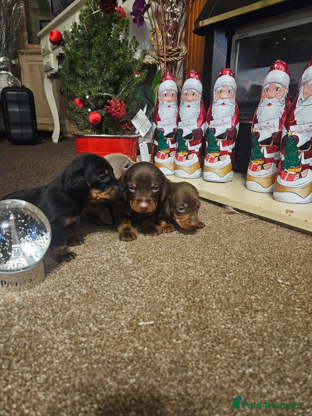 Miniature Dachshund dogs for sale: Gorgeous  **  for  **  dachshund puppy 🐶  - Advert 4