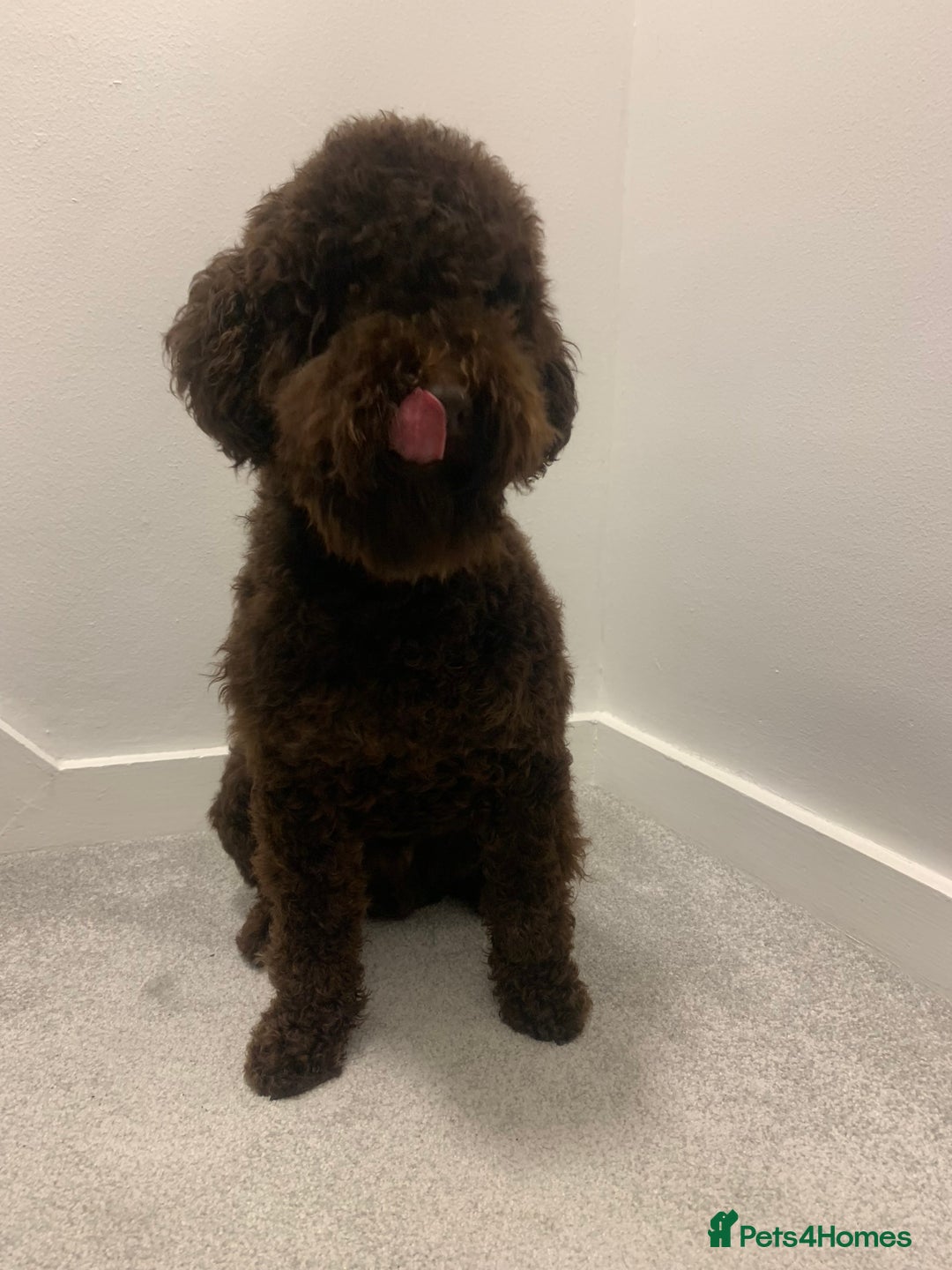 Miniature Poodle dogs for stud: Miniature poodle KC registered and health checked - Advert 2